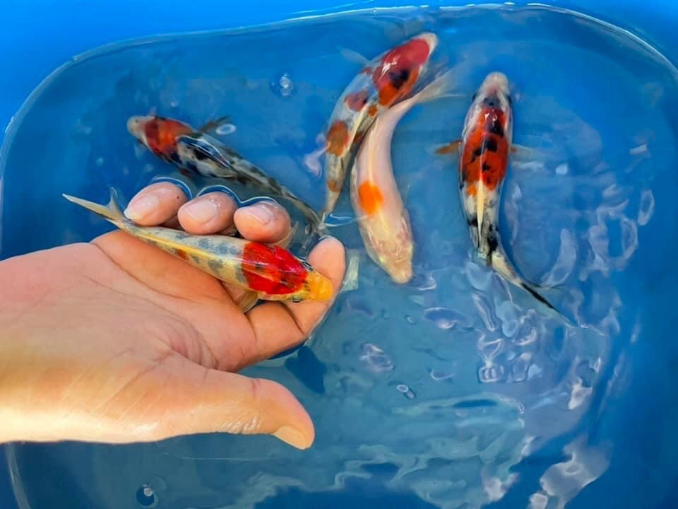 ปลาคร์าฟ