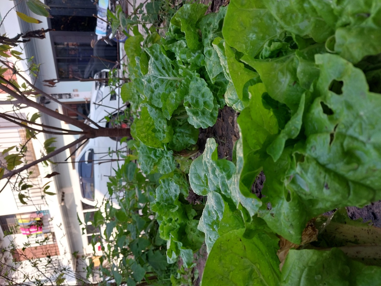 ผักออแกนิค