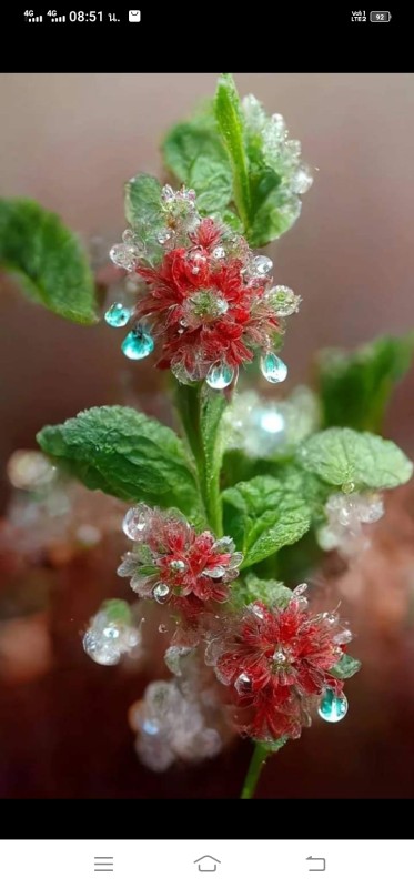 ผ้าไหมบ้านพลวง