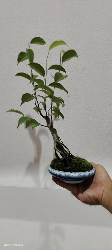 ต้นไม้ ไทรย้อย บอนไซ