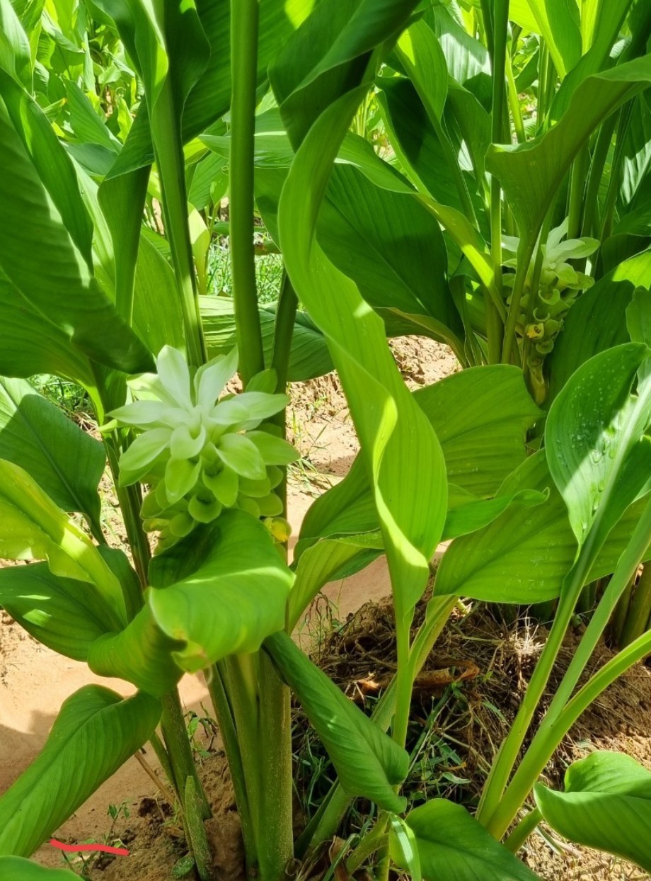 ขมิ้นชัน ตรัง1