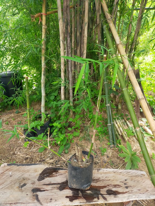 ต้นพันธุ์ไผ่ด้ามขวาน