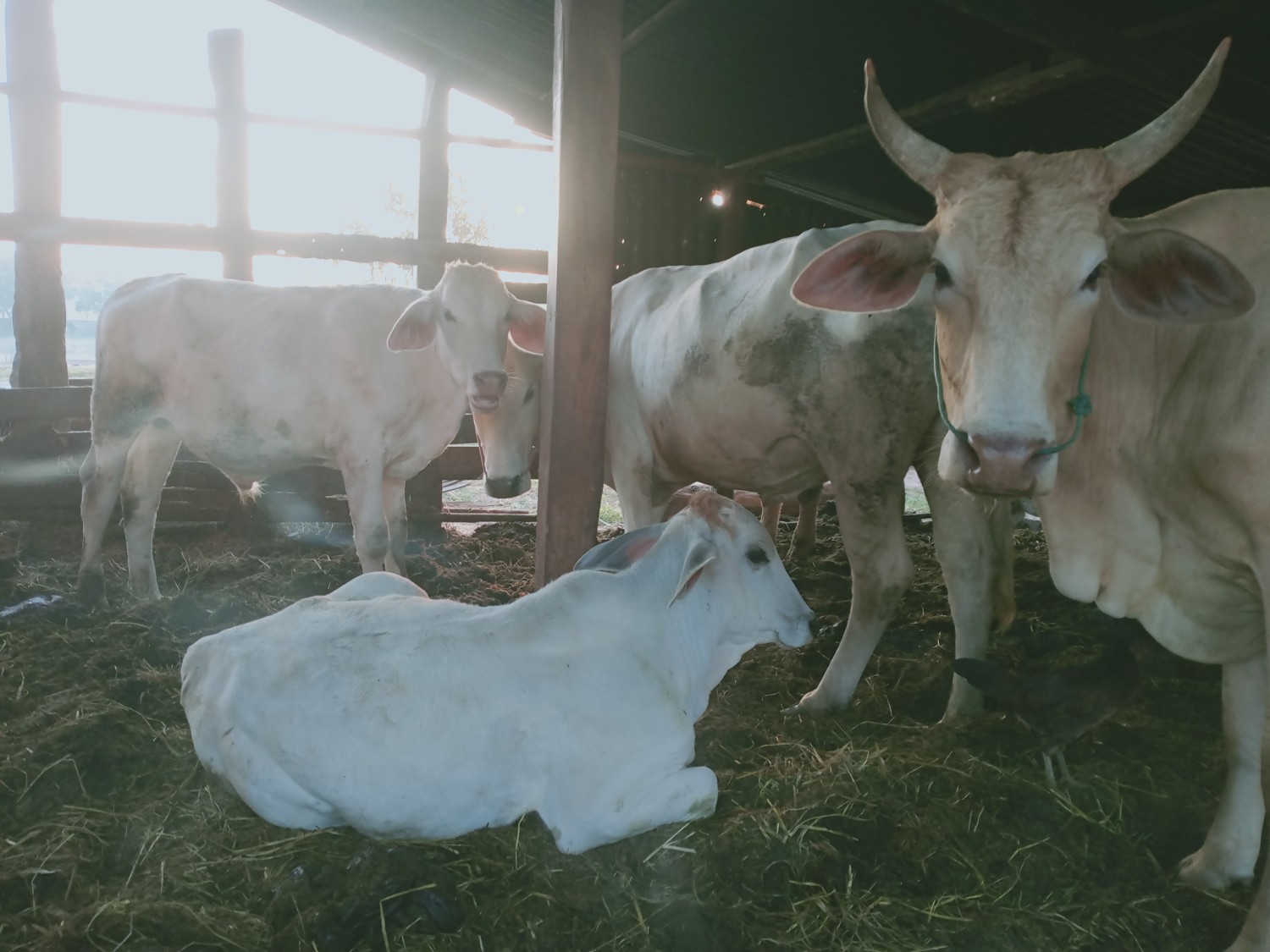 น้ำเชื้อโค บรามันแดง