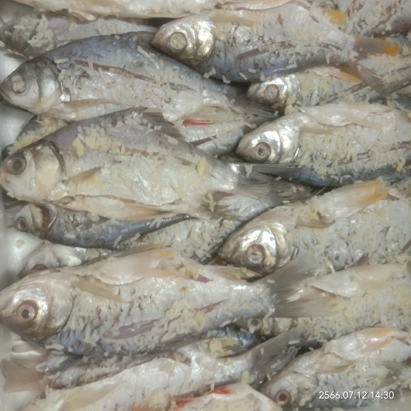 ปลาส้มบ้านหนองคู