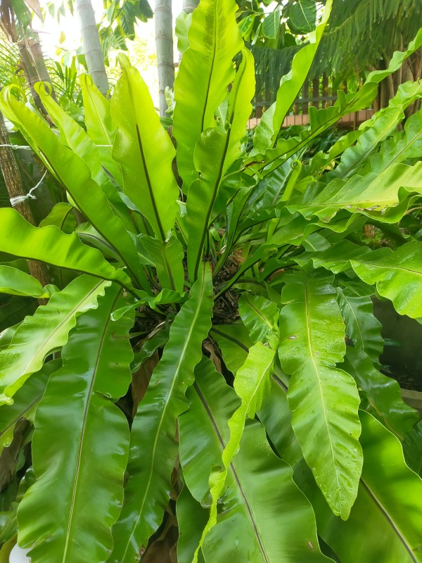 เฟิร์นข้าหลวง