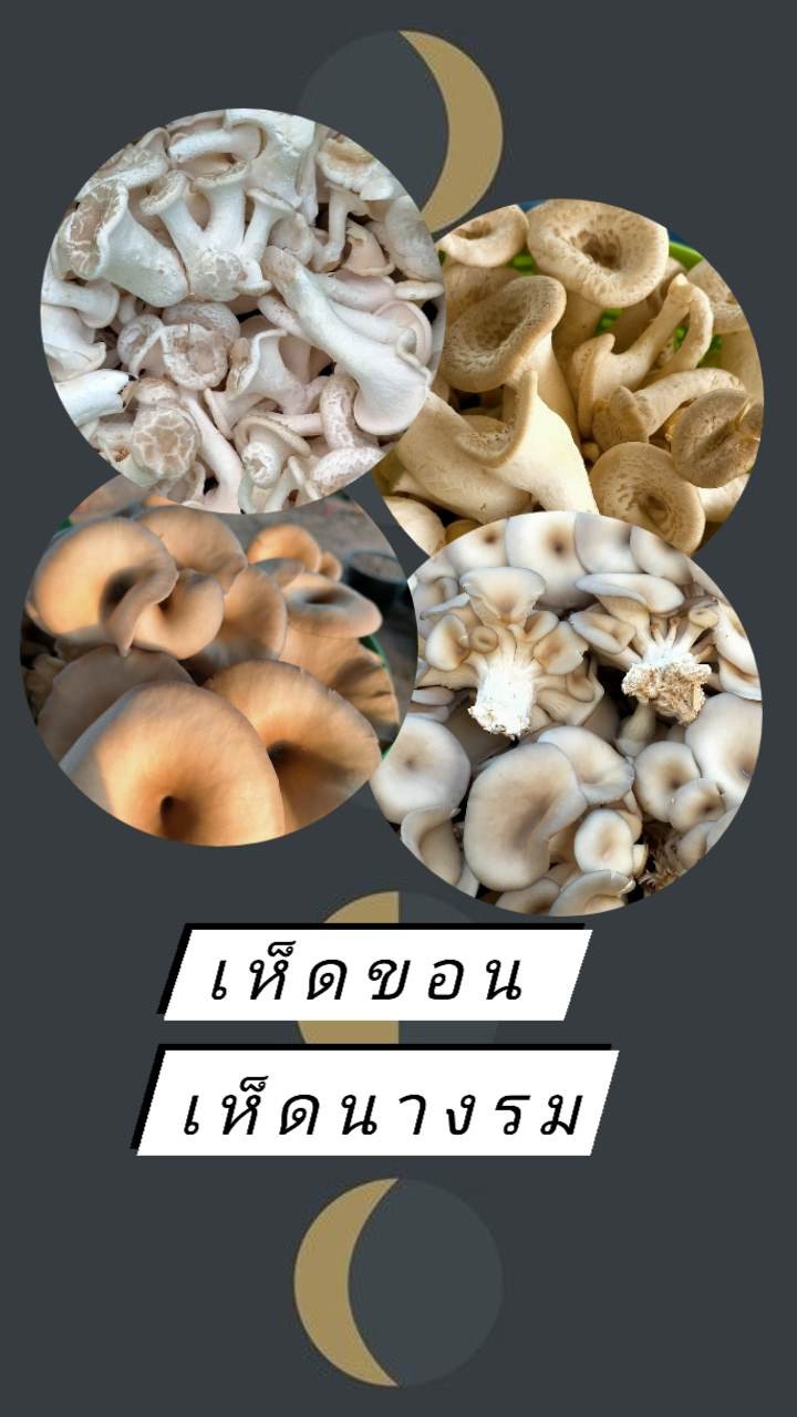 เห็ดนางรม