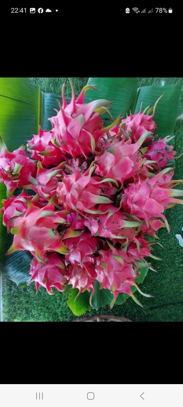 แก้วมังกรเนื้อแดง