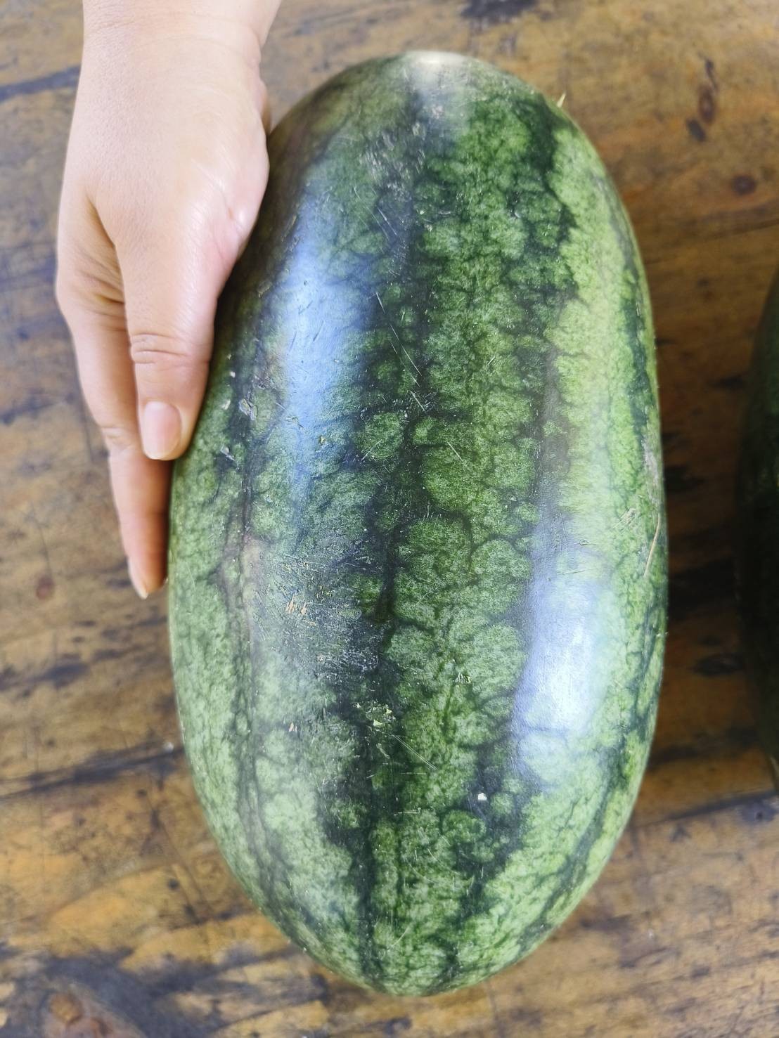 แตงโม (ตอปิโด)