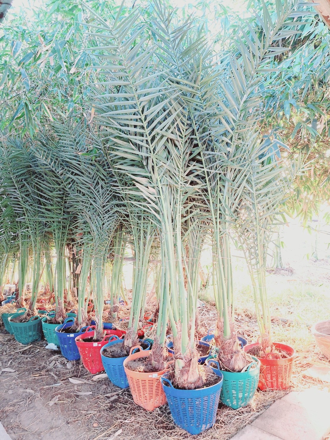 อินทผลัม