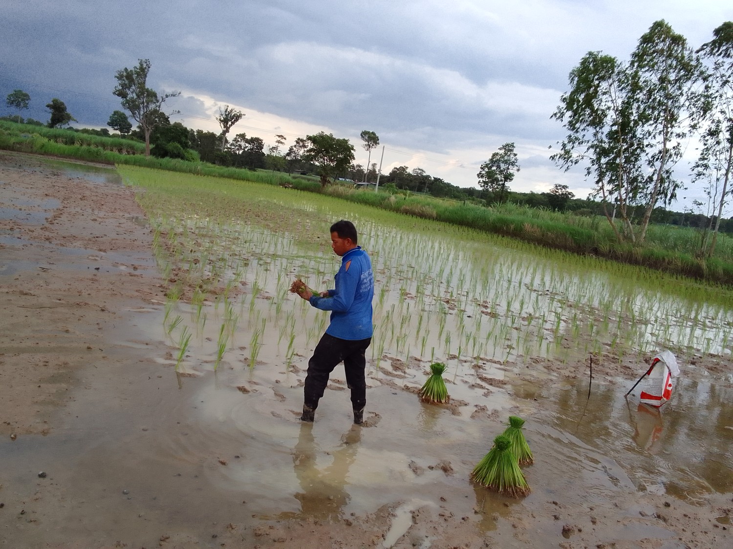 ข้าวกล้องดงรักเพื่อสุภาพ