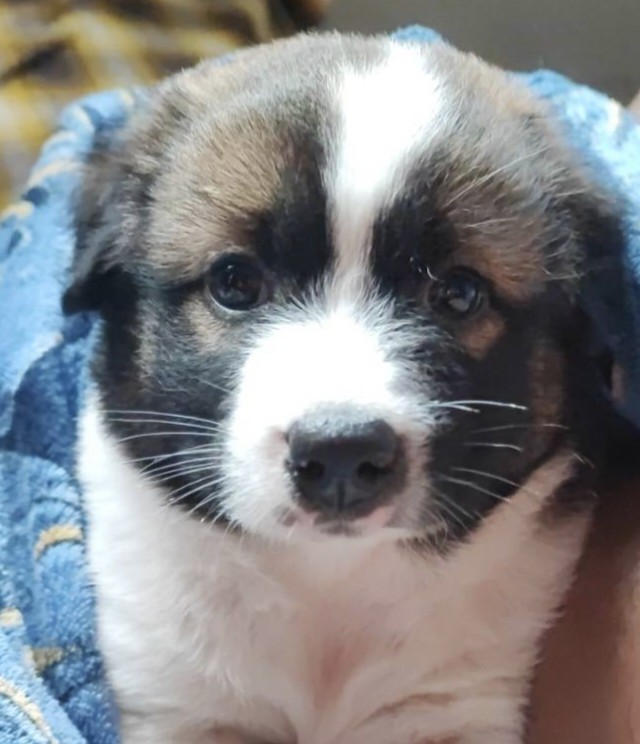 มะหมาลูกรัก