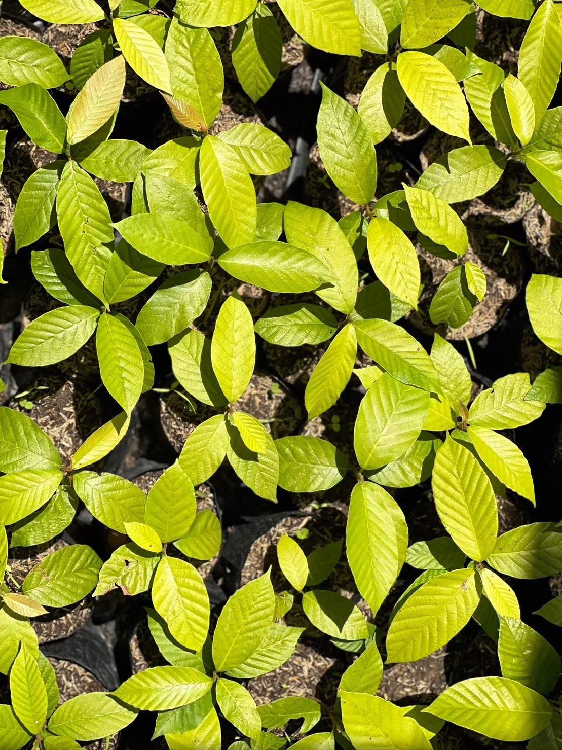 กล้ายางนา