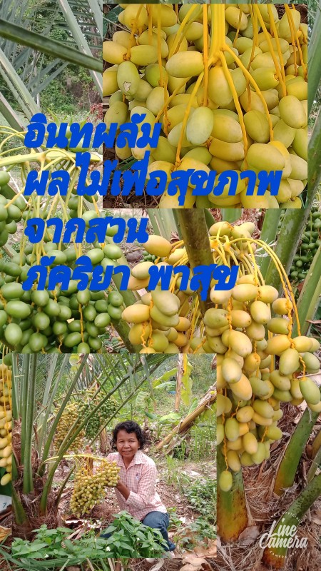 อินทผลัมภัคริยาพารวย