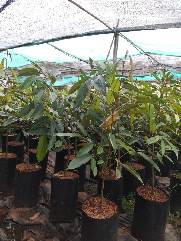 บัวเชดพันธุ์ไม้