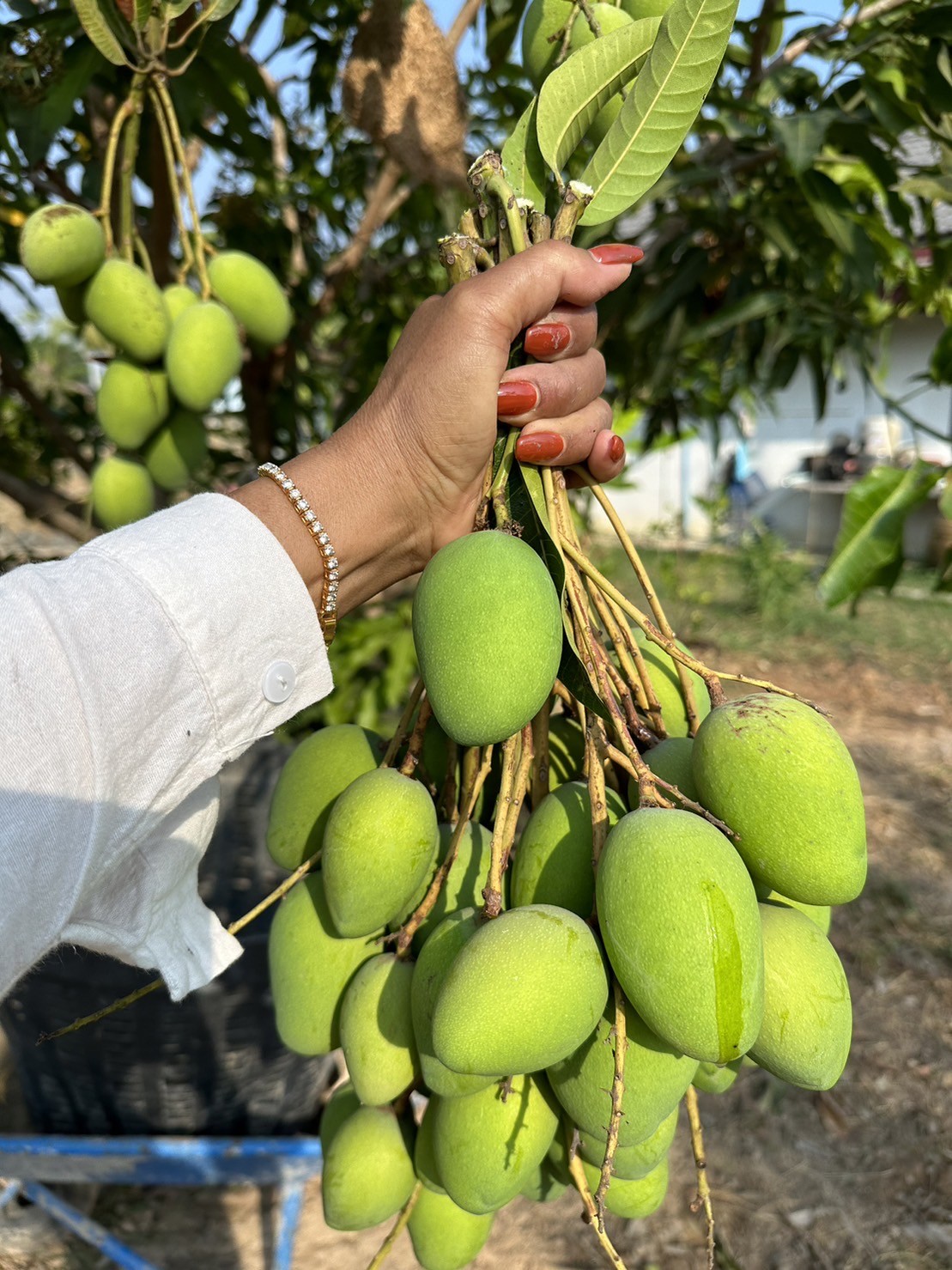 มะม่วงแก้วขมิ้น