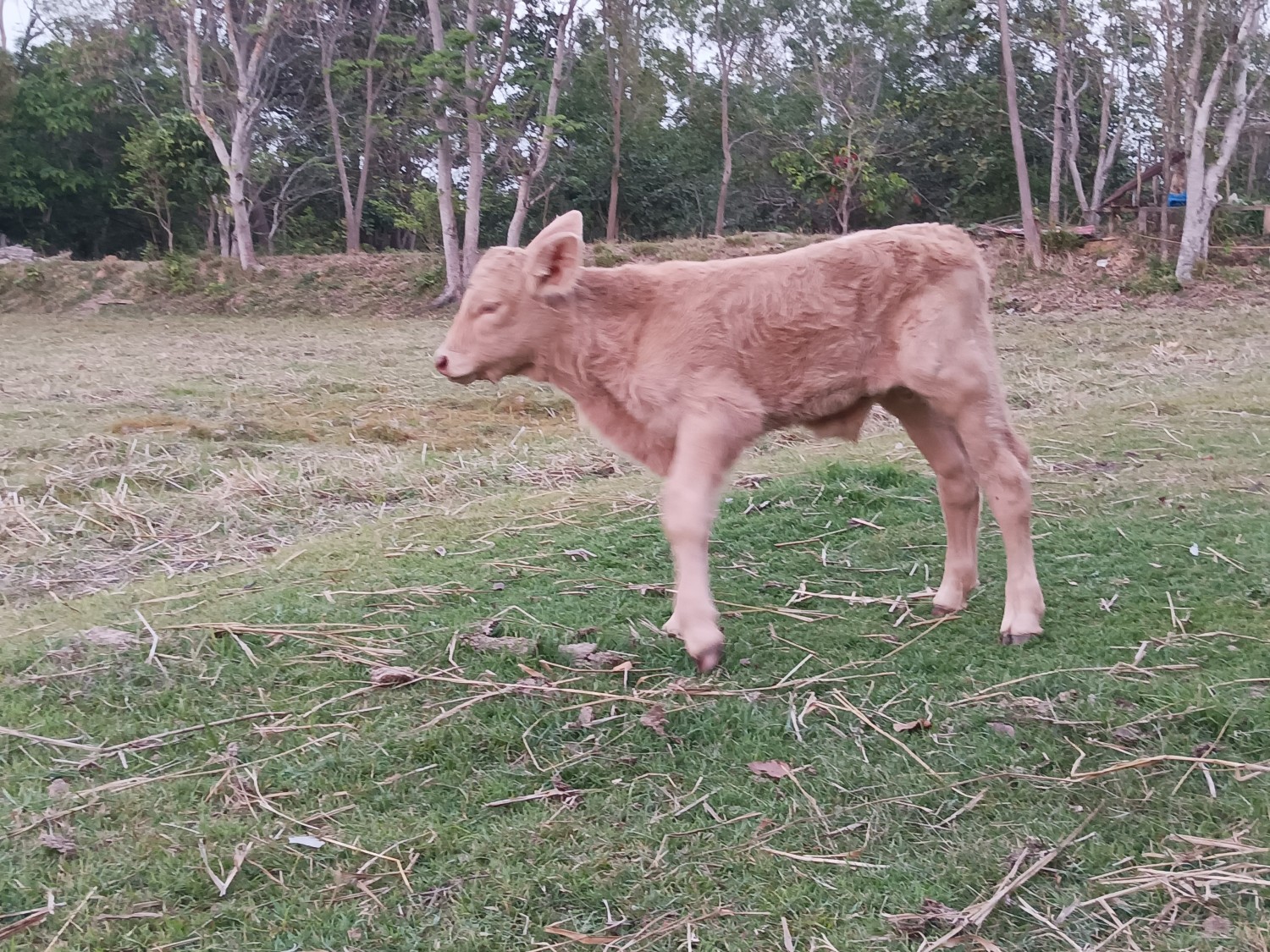 โคปศุสัตว์