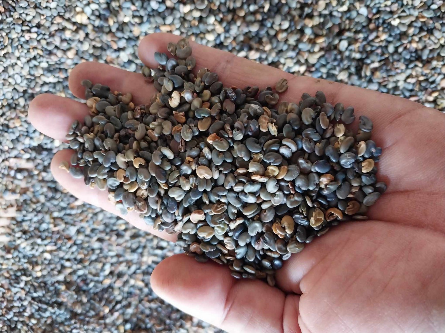 เมล็ดพันธุ์ปอเทือง