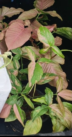 ออมชมพู