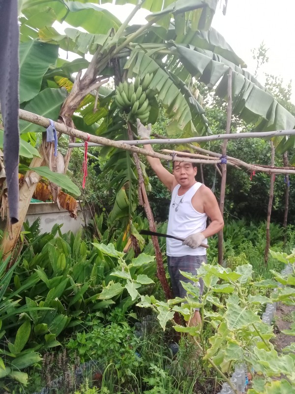 กล้วยหอมปลอดสาร